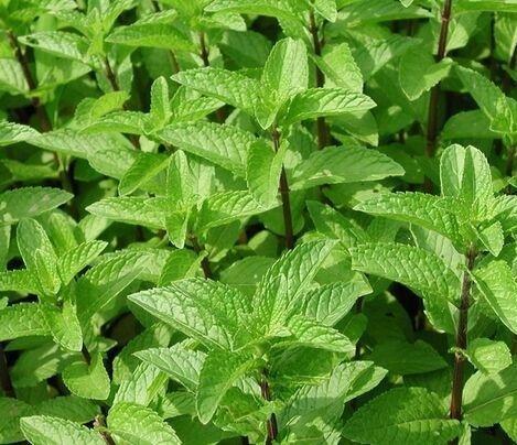 薄荷枯黄怎么办,薄荷徒长怎么办