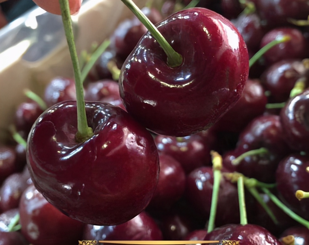 樱桃新品种皇家海伦,进口早熟樱桃品种