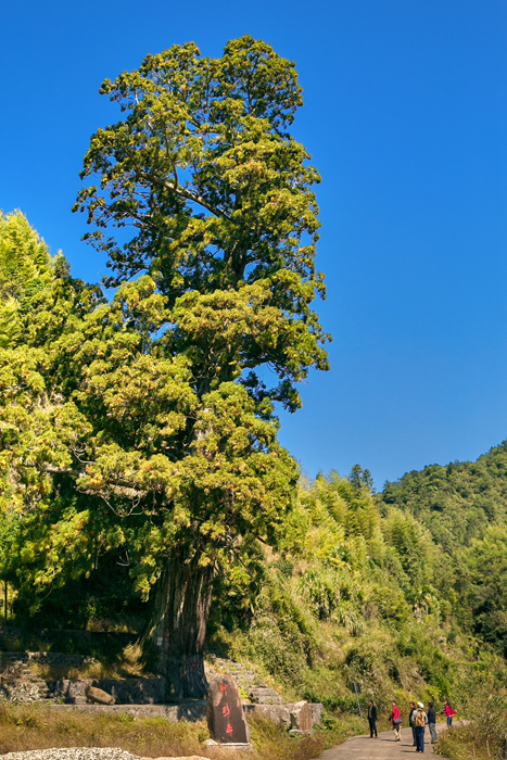 红曲酒的制作原理是什么,天台红曲酒的由来