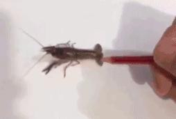 3d绘画基本常识,极其逼真的3d绘画