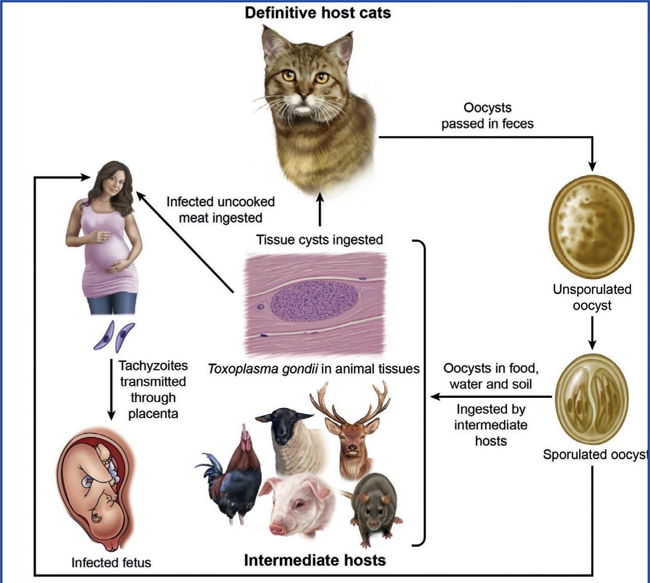 寄生虫操纵人类大脑,操纵意识的寄生虫