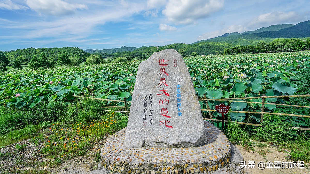 全国最大的荷花养殖基地,中国最大荷花园