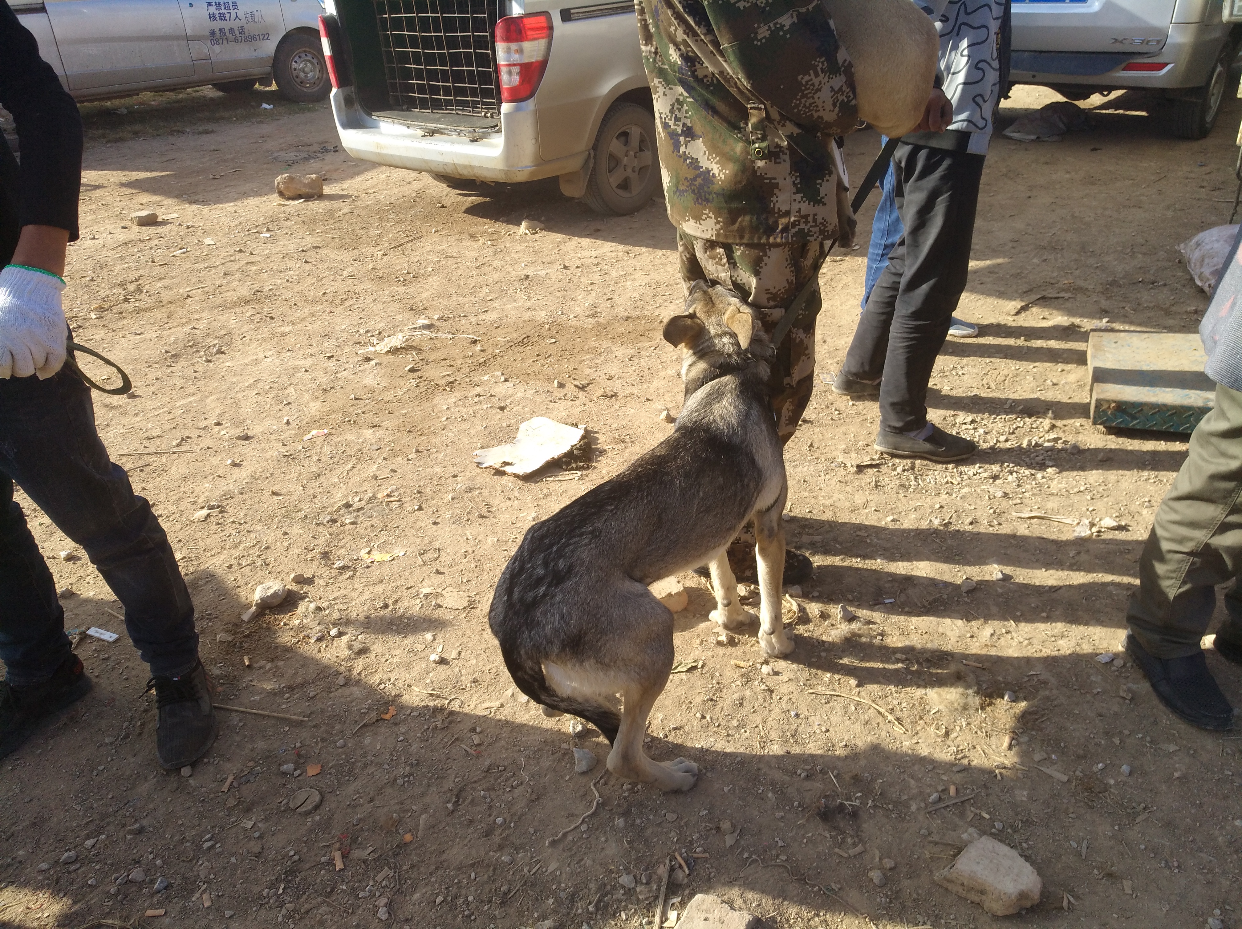 狗市挑便宜又好养的狗狗,哪些的狗便宜又好养