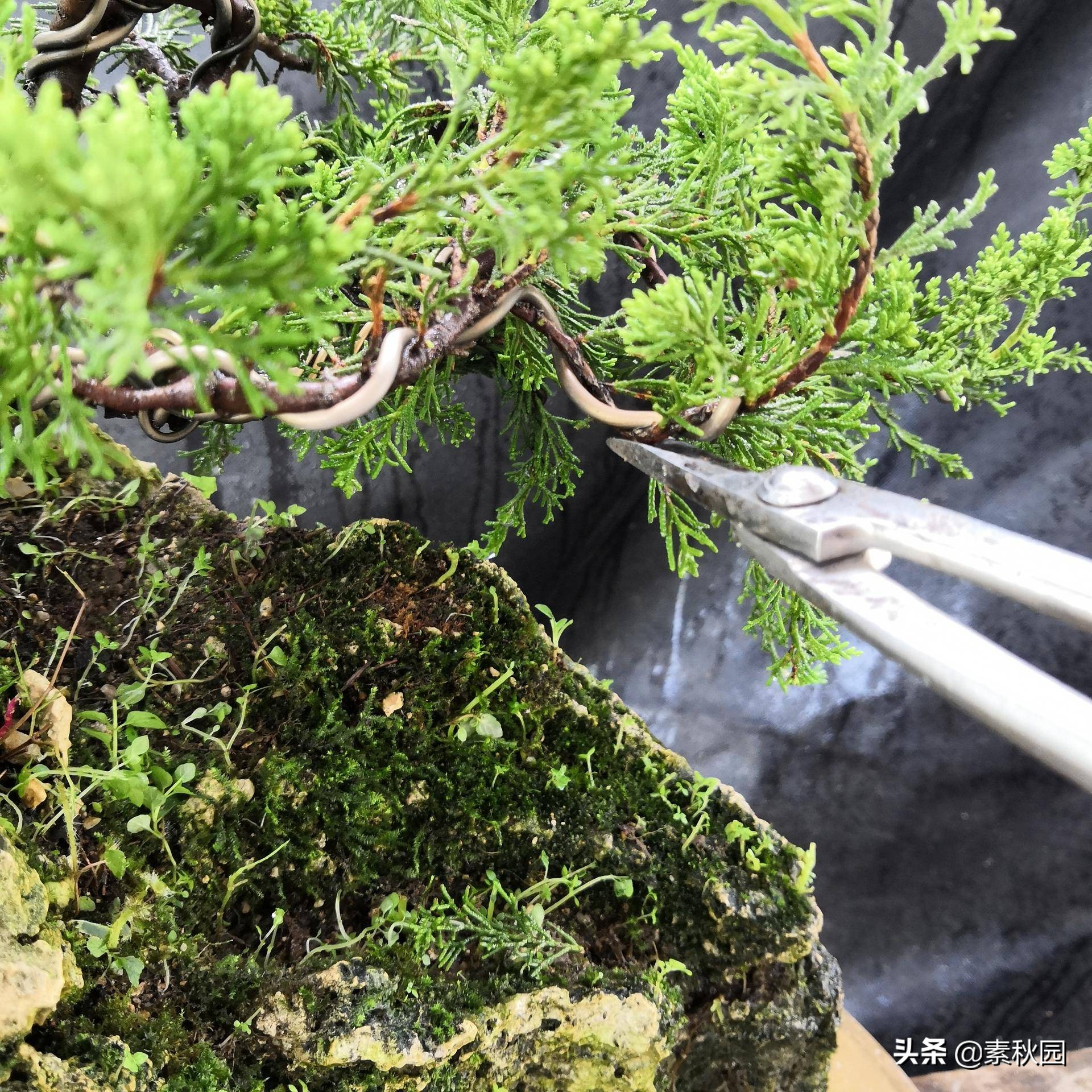 关于系鱼川真柏苗与铝线在石头上发生的那些事儿