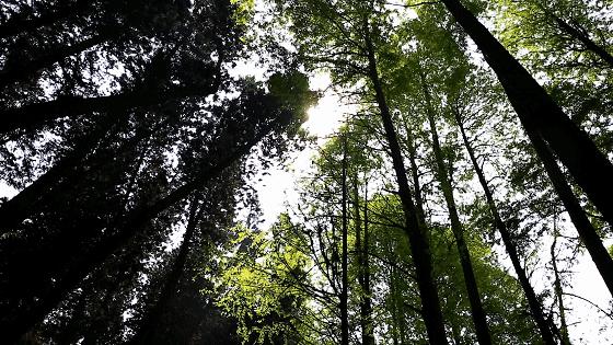 300+万㎡原始森林秘境，天河就有