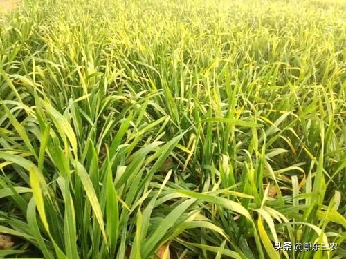 小麦穗下半截枯萎是什么原因,小麦叶片边缘枯萎是什么原因