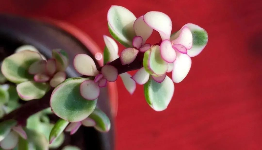 金枝玉叶雅乐之舞冬天怎么养,雅乐之舞多肉怎么才会开花