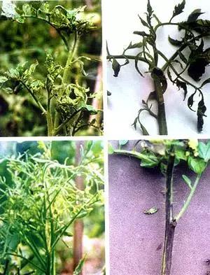 植物癌症病毒怎么防治,植物病毒病最佳治愈方法