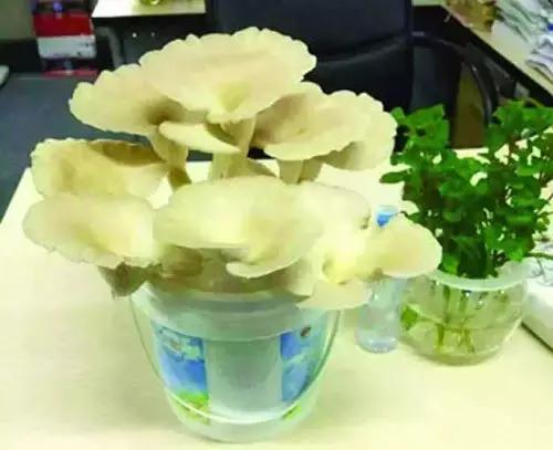 在家种蘑菇的小方法,蘑菇要怎么种才能种出很多的蘑菇