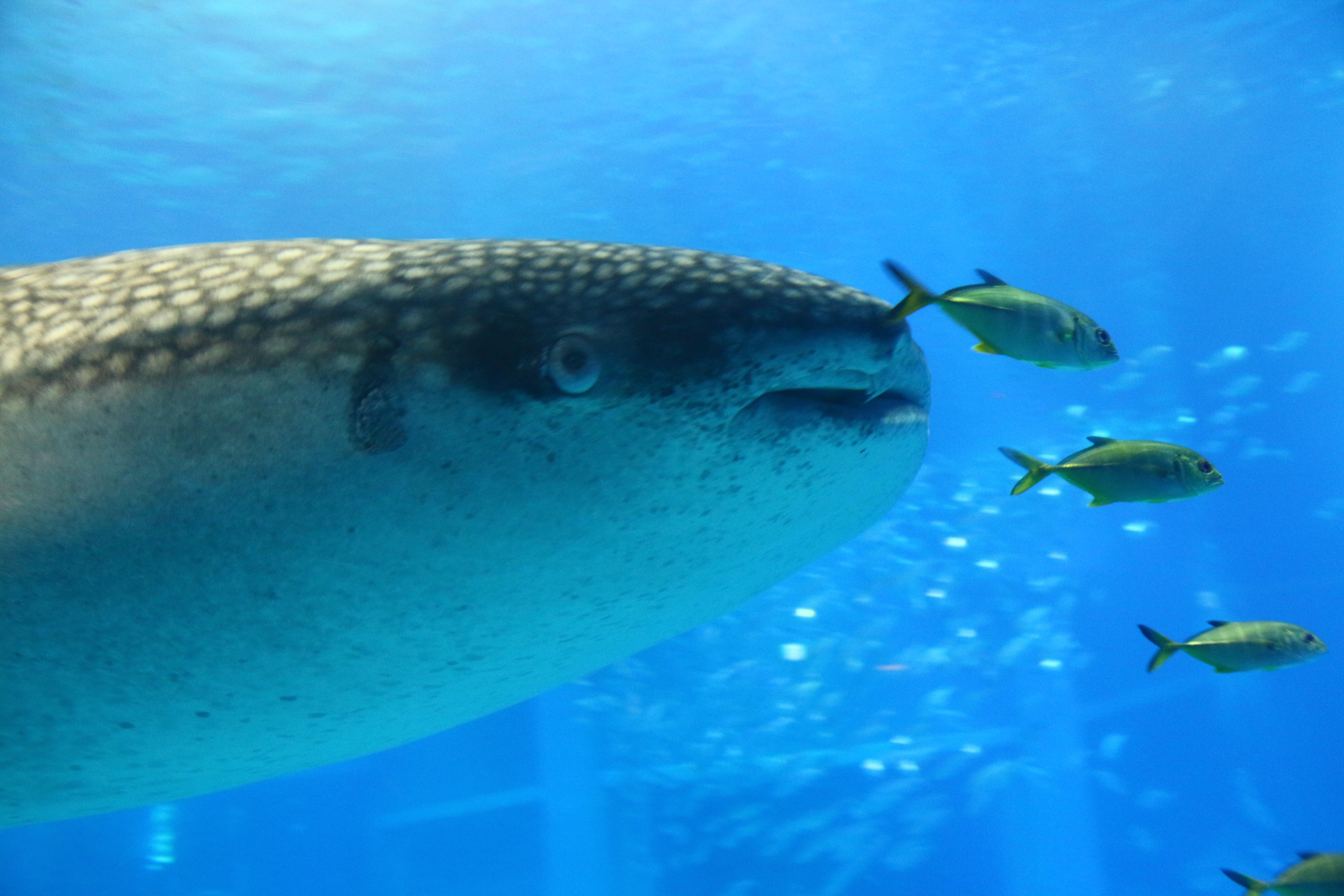 日本奈良自由行详细攻略,日本大阪京都自由行路线