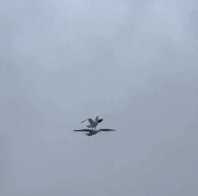 30张活久未见的图片,30组活久见的照片