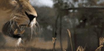 你们吃的野味蜜獾，居然是称霸非洲的平头哥