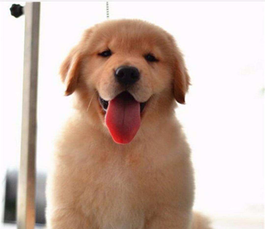 金毛不听话可以打两下吗,金毛不听话打狠了行吗