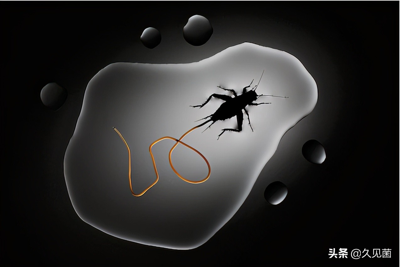 寄生虫灭绝了对生态有影响吗,寄生虫离开人体多久会死亡