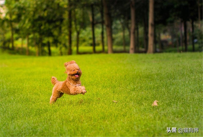 泰迪毛色褪色后能再恢复吗,泰迪犬怎么养毛色才会好