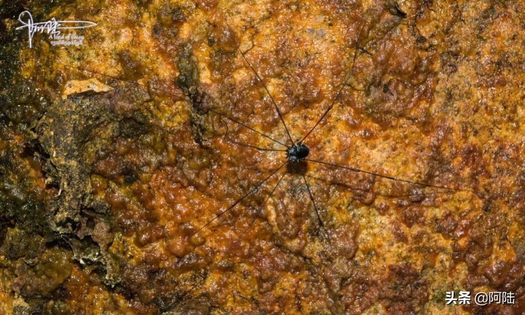 盲蛛不会吐丝吗,盲蛛吐丝