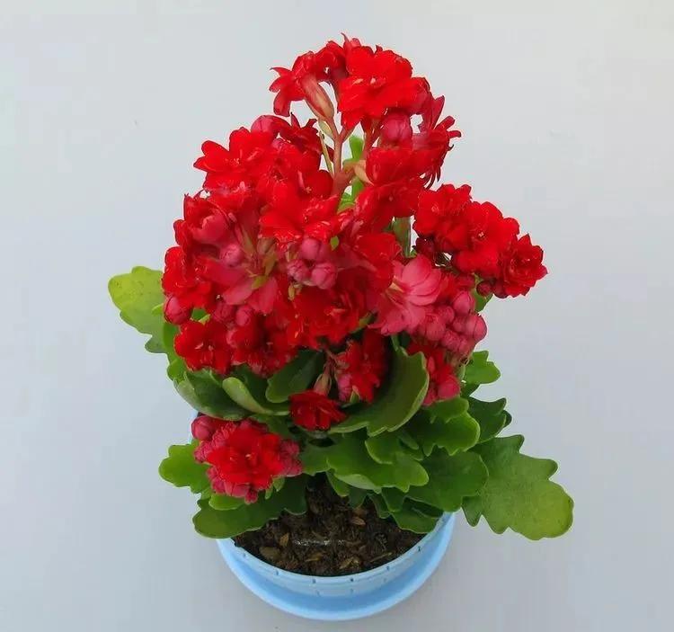 三月最适合种什么花？照着下面养准不会错！好养又好看，满屋飘香