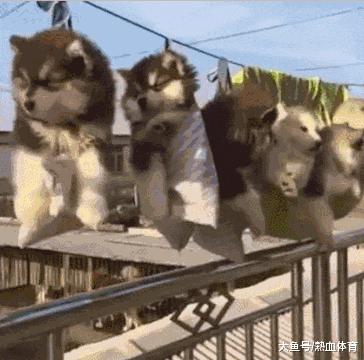 这只鹦鹉一直以为他是一只猴，所以每天都在重复做这个动作