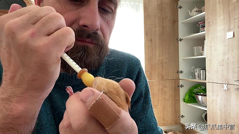 宠物松鼠当妈妈了，好心帮它清理小窝，它却把松鼠宝宝扔了？