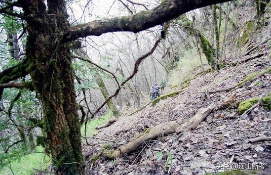 寻找野人的张金星现在如何,张金星神农架野人