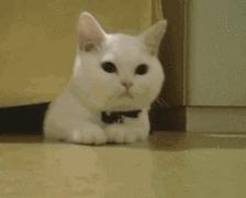 猫咪去宠物医院检查什么项目好呢,三个月猫咪要做什么检查