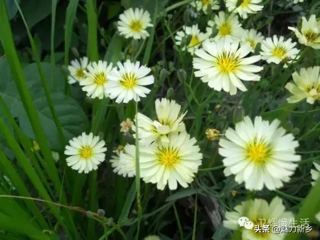 新乡故事：你是不是傻傻地把这些花都叫做野菊花？