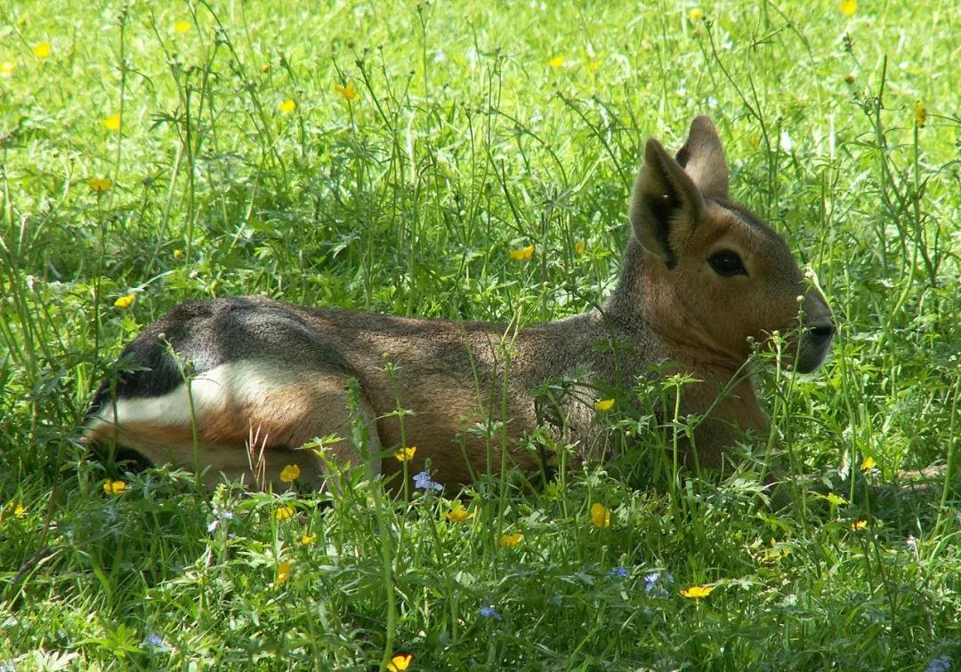 自然界中一夫一妻制的动物,世界上最忠诚一夫一妻制的动物