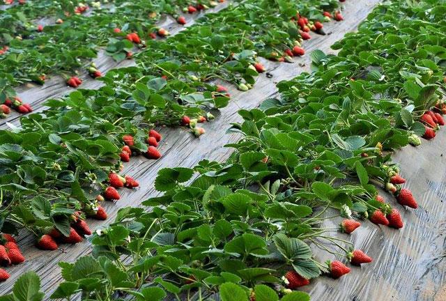 草莓打药后出现僵果怎么办,草莓控旺严重造成僵果怎么办