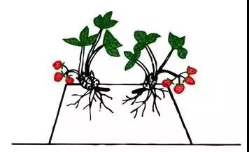 种草莓前需要什么准备,怎样种草莓才是真正的种法