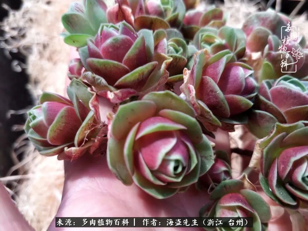 山地玫瑰养护顺口溜,山地玫瑰的养护种植注意事项视频