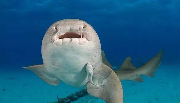 观赏鱼鲨鱼种类图片大全,鲨鱼百科知识大全幼儿