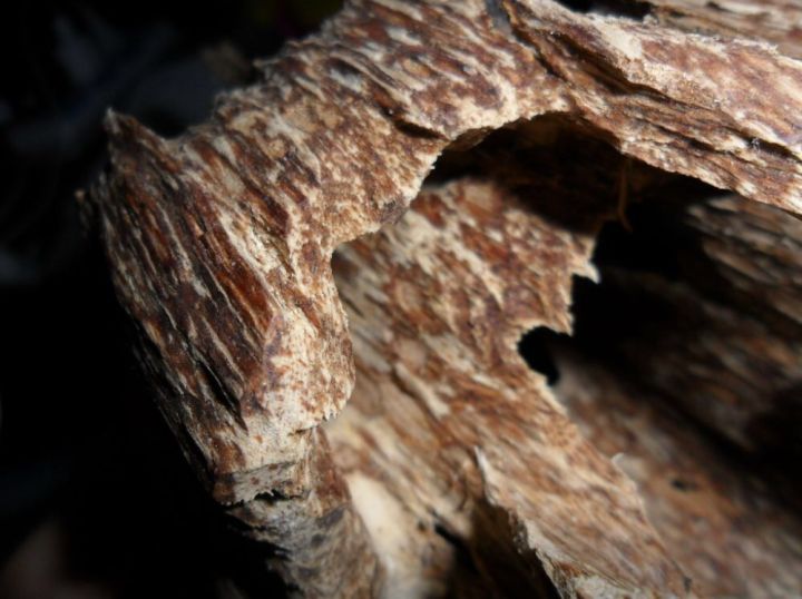 沉香有四要素就一定是真的吗,关于沉香一定要知道的知识