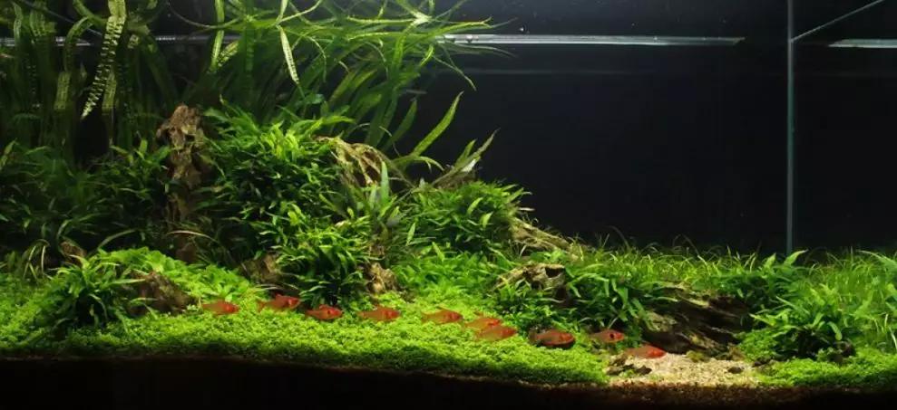 三角形构图水族造景,水族造景构图黄金比例