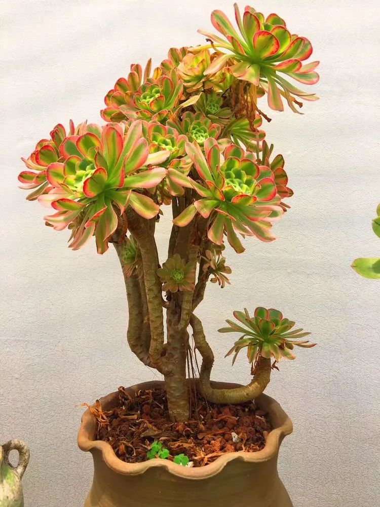 冬去春来,愿你无恙,疫情退去,养肉依旧!