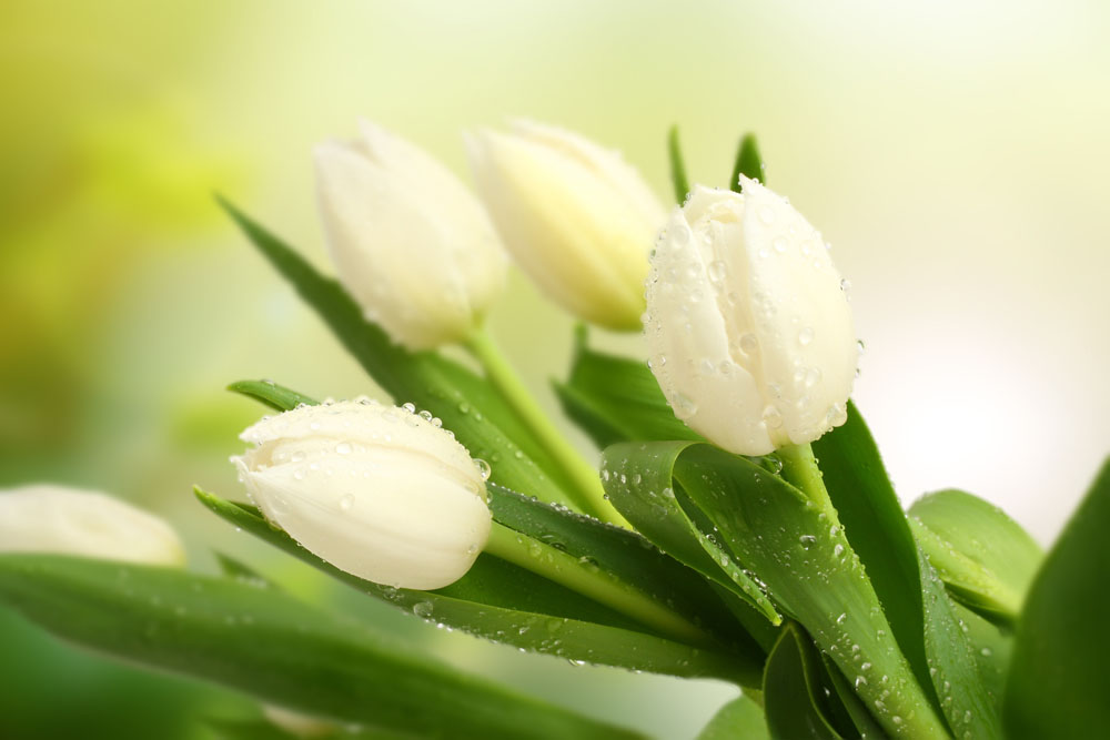 花寓意送花指南,送什么花寓意前程似锦