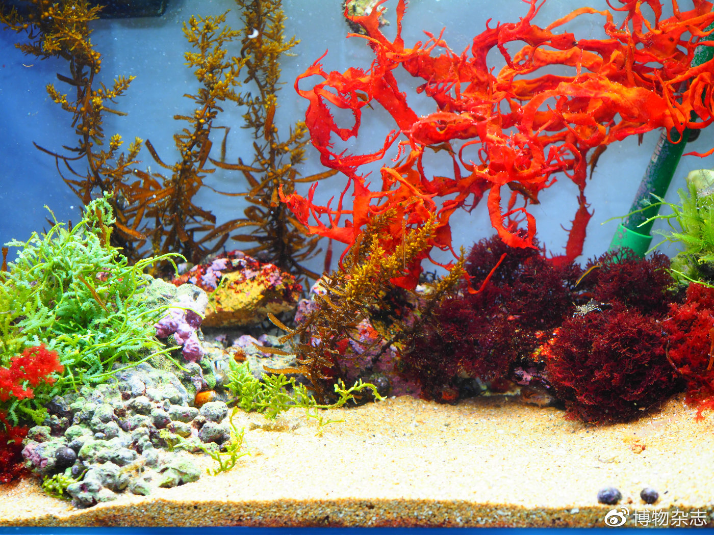 海藻鱼缸造景教程,自制小型热带雨林砂鱼缸造景