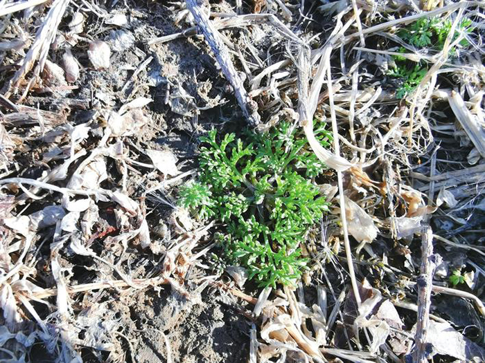 清明植物图鉴,清明时有什么植物和动物