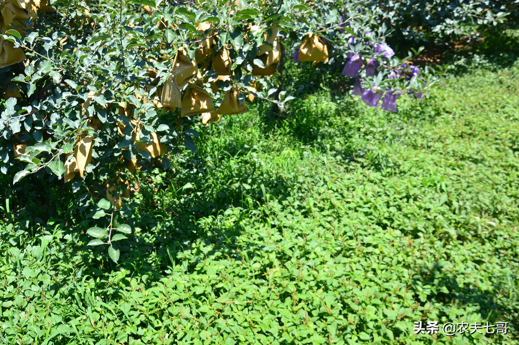 苹果蚜怎么防治,苹果黄蚜用什么药最好