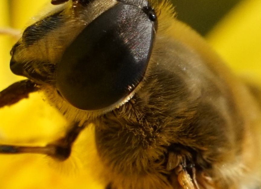 腾龙35-150mmf22.8二代z卡口,小身子大能量