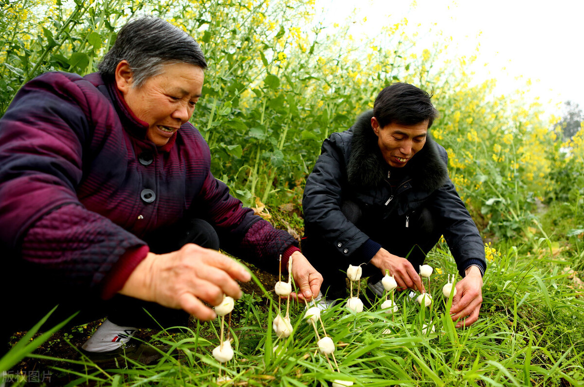 二十四节气春分儿歌,二十四节气春分古诗