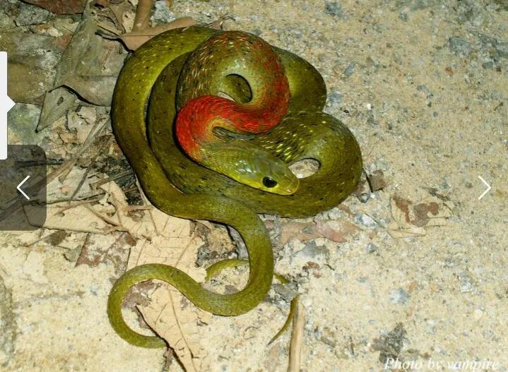 云南毒蛇品种大全及图片,云南毒蛇大全