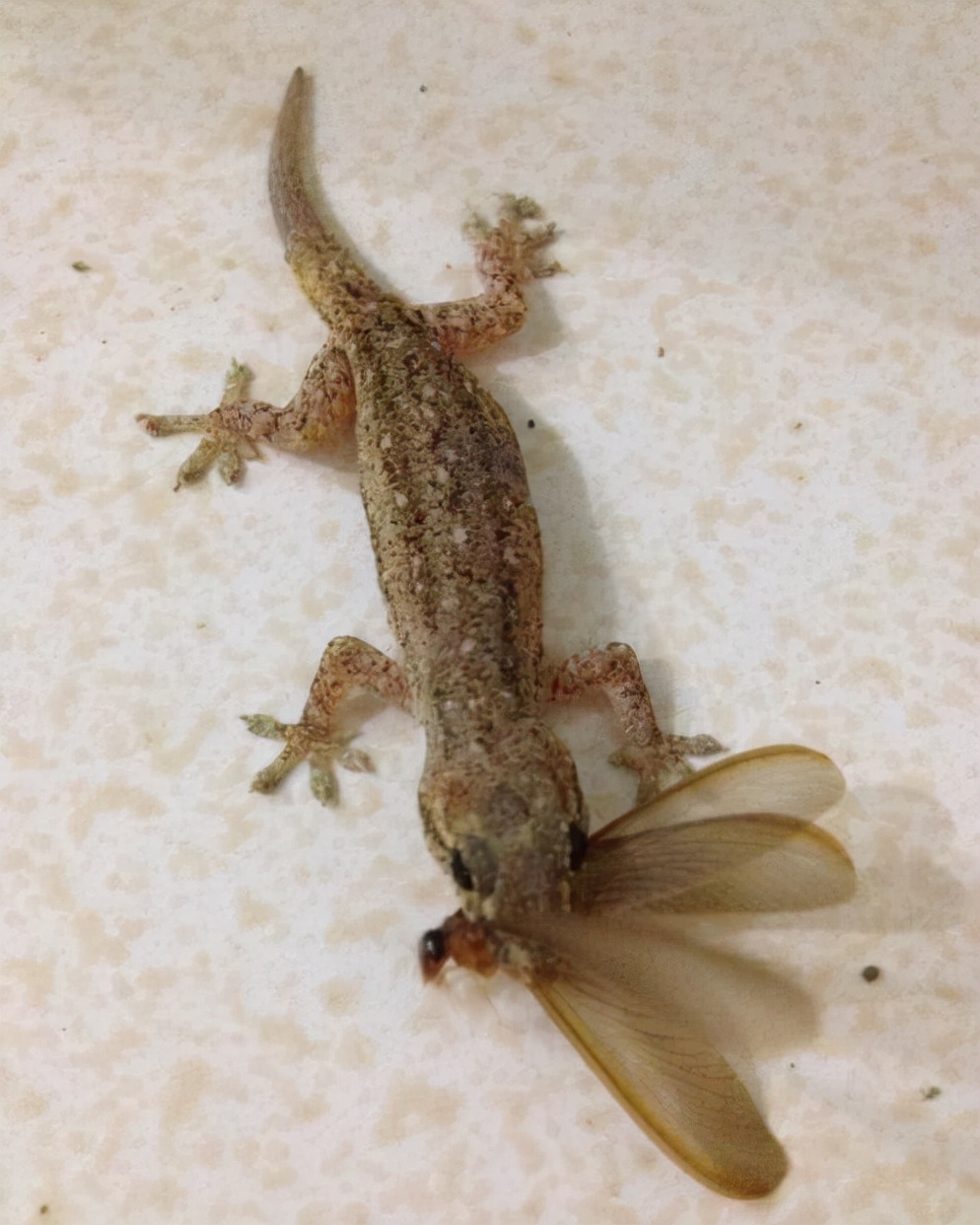 对人无毒的壁虎为何是五毒之一,人畜无害的壁虎为什么无毒