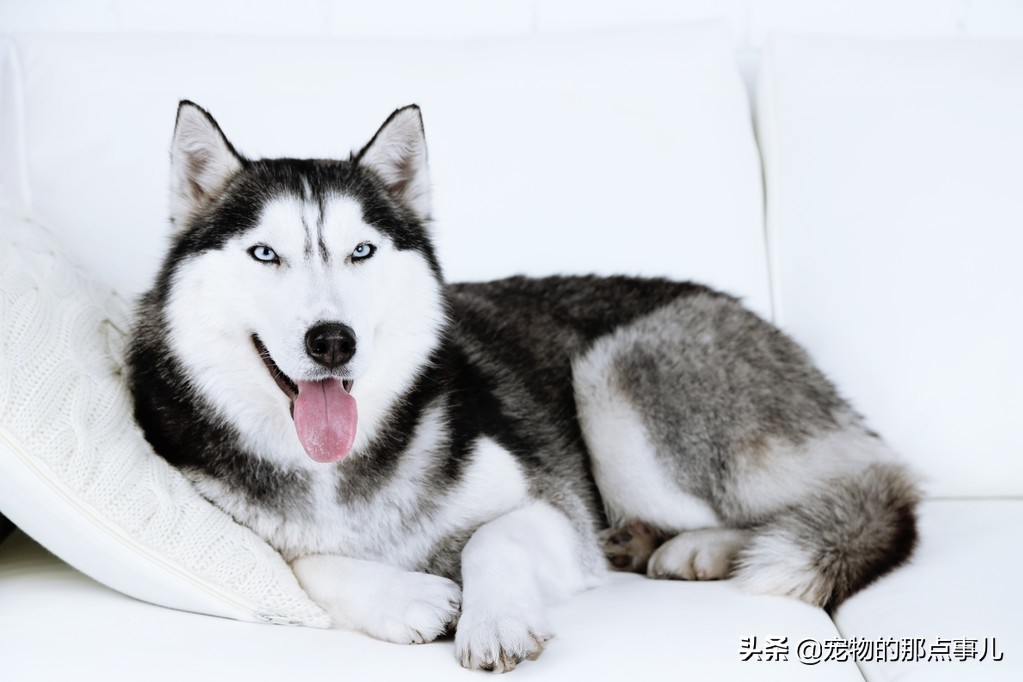 网红狗太娇气，真的都不能养？“砖家”的话到底能不能信？