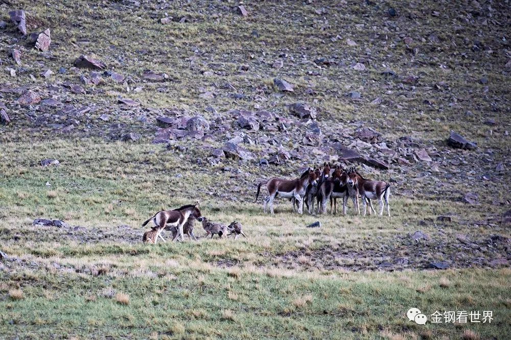 藏狼捕食牦牛,藏西狼徒步边境