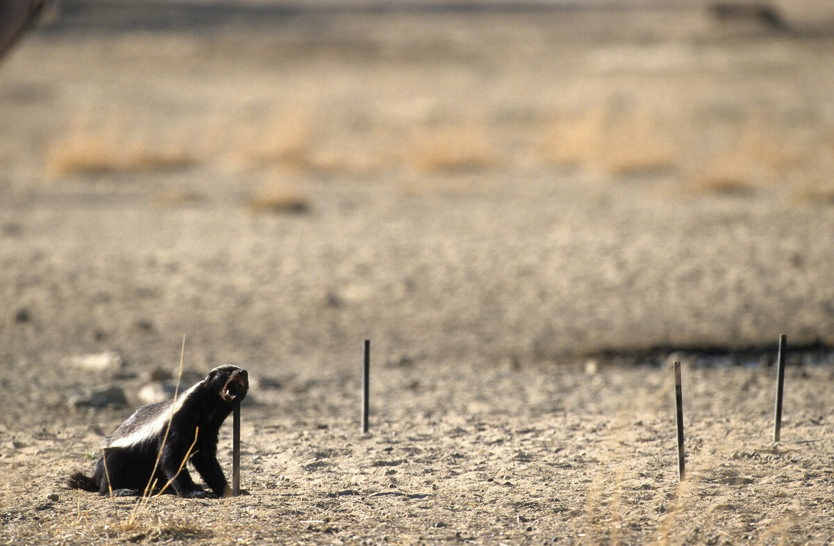 平头哥到底有多凶,现实中的平头哥长啥样