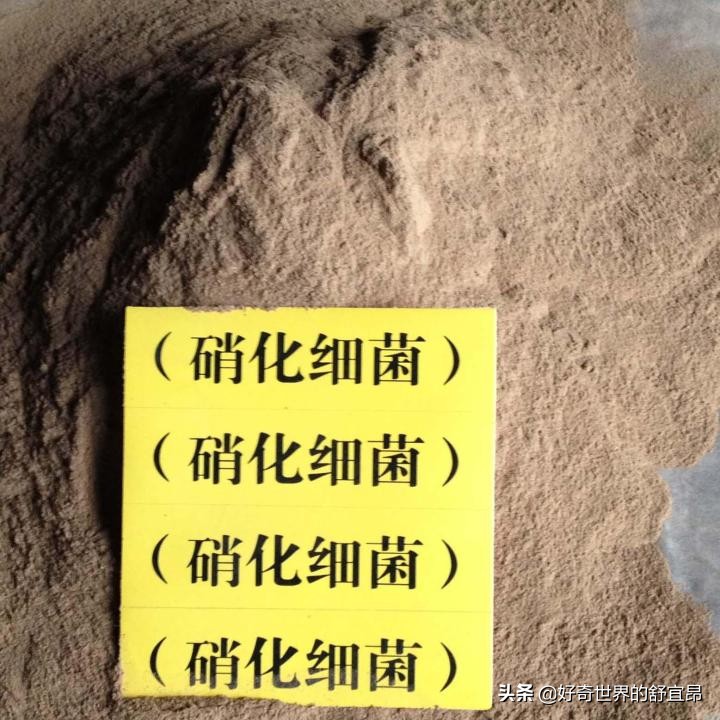 养鱼怎么建立硝化细菌,养鱼的硝化细菌怎么培养怎么维护