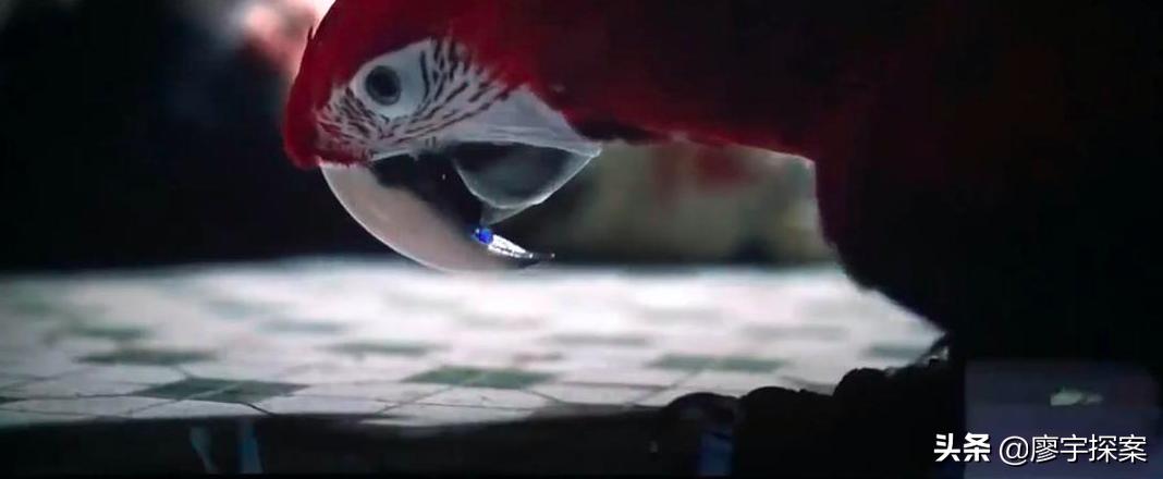 名侦探鹦鹉,名侦探鹦鹉破案