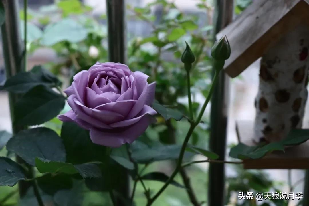 月季花是时候展现真正的技术了 (开春的第一波月季花就这么过去了)