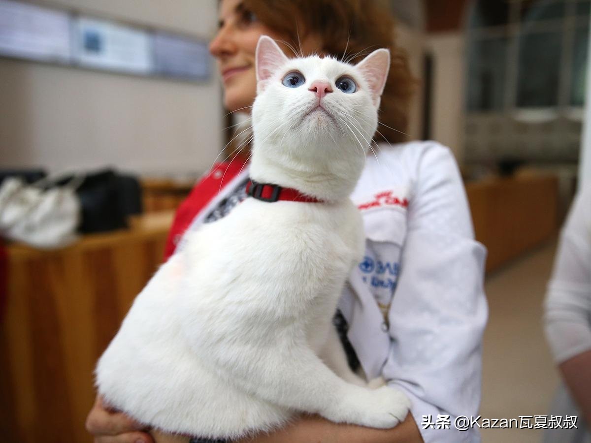 俄罗斯世界杯猫,俄罗斯最霸气的猫咪
