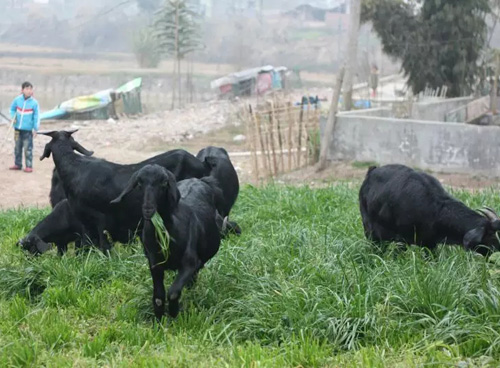 养羊创业致富方法,农村养羊如何闯出一条致富的路子